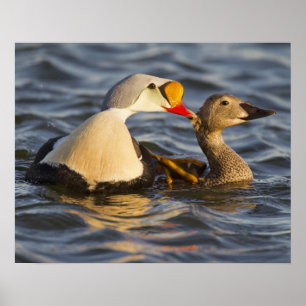 Een paar baltsende koningseiders in een toendra vi poster