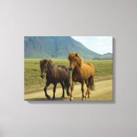 Een paar bruine IJslandse pony's