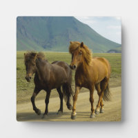 Een paar bruine IJslandse pony's