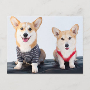 Een paar Corgis op een bank Briefkaart