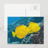 Een paar gele tangs briefkaart (Voorkant / Achterkant)