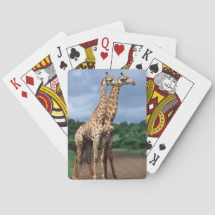 Een paar giraffen op de weg, Kruger Nationaal Pokerkaarten