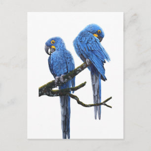 Een paar Hyacinth Macaws Briefkaart