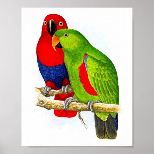 Een paar parrots nr.5 Antiek Bird Repro Print (Voorkant)