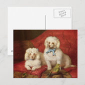 Een paar Poedels Briefkaart (Voorkant / Achterkant)