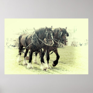 EEN PAAR SHIRES-POSTER POSTER