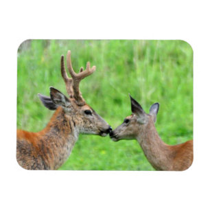 Een paar van Deer Magneet