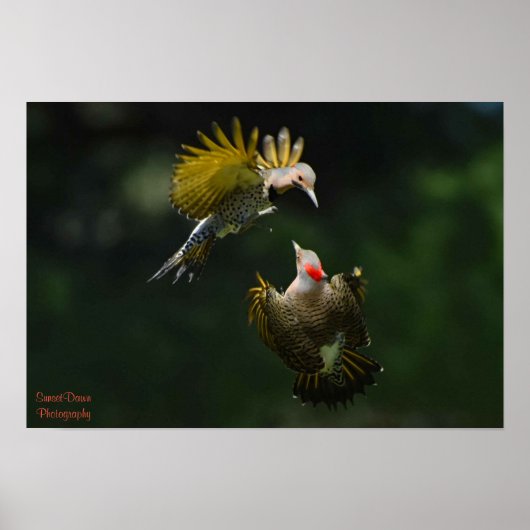 Een Paar van het Poster van de Noordelijke Flicker (Voorkant)