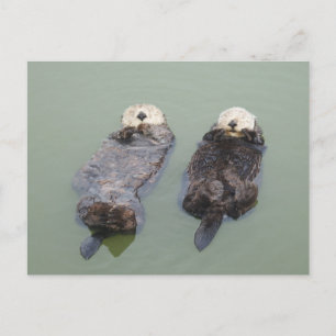 Een paar zee otters die een dutje doen briefkaart