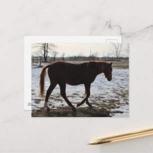 Een paard in de winter briefkaart