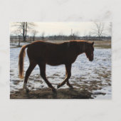 Een paard in de winter briefkaart (Voorkant)
