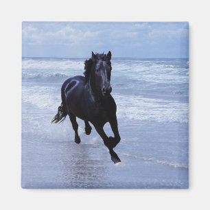 Een paard vrij en vrij magneet