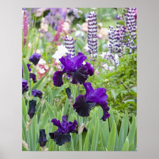 Een paarse iris bloeit helder in de lente poster (Voorkant)