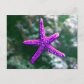 Een Paarse zeester op het strand Briefkaart (Voorkant)