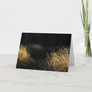 Een pad door een bos met gouden gras in het zonlic kaart