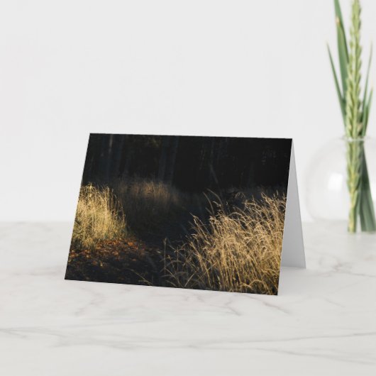 Een pad door een bos met gouden gras in het zonlic kaart (Voorkant)
