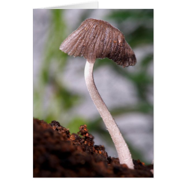 Een paddestoel (Voorkant)