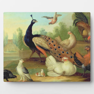 Een pakje, Doves, Kippen en een pakje in een Park Fotoplaat