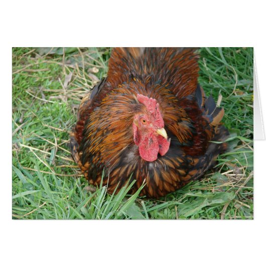 Een pauze Rooster innemen (Voorkant Horizontaal)