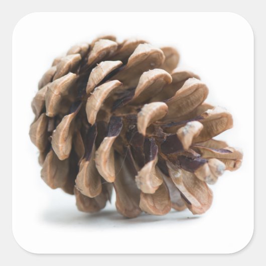 Eén pinecon vierkante sticker (Voorkant)
