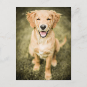 Een portret van een Golden Retriever puppy Briefkaart