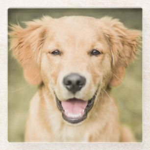 Een portret van een Golden Retriever puppy Glazen Onderzetter