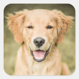 Een portret van een Golden Retriever puppy Vierkante Sticker