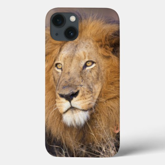 Een portret van een Leeuw die in de verte kijkt Case-Mate iPhone Case (Achterkant)