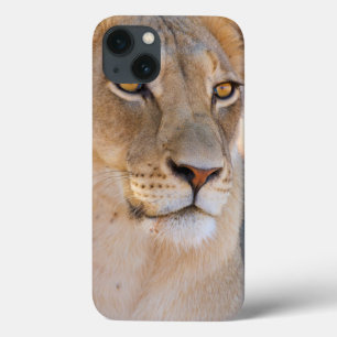Een portret van een leeuwin die de afstand bekijkt iPhone 13 hoesje