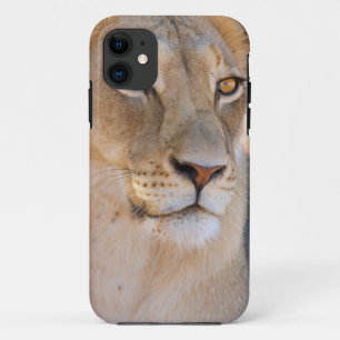 Een portret van een leeuwin die in de verte kijkt iPhone 11 hoesje