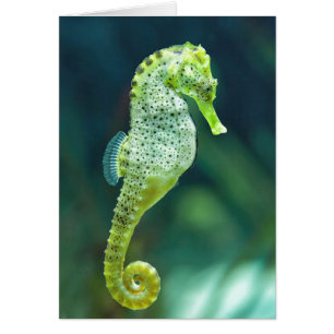 Een prachtig Knysna Seahorse