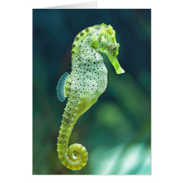 Een prachtig Knysna Seahorse (Voorkant)
