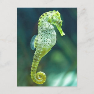 Een prachtig Knysna Seahorse Briefkaart