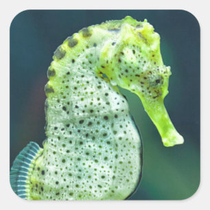 Een prachtig Knysna Seahorse Vierkante Sticker