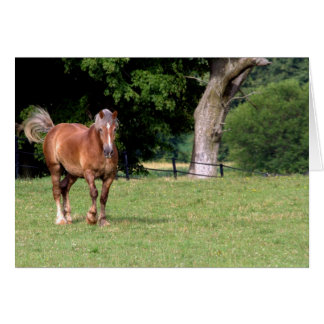 Een prachtig paard