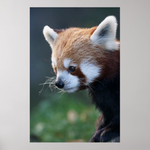Een prachtig portret van rode panda poster