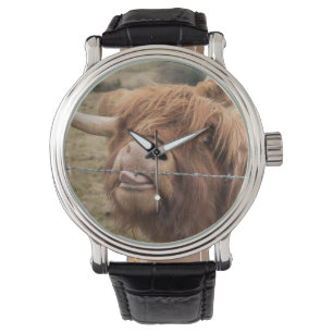 Een prachtige foto van een hooglandkoe horloge