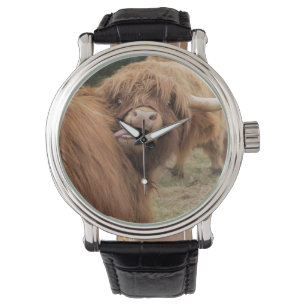 Een prachtige foto van een hooglandkoe horloge