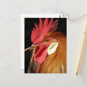Een prachtige Leghorn haan Briefkaart