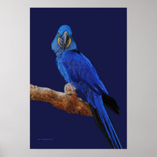 Een prins der parrots poster