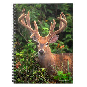 "Een prins van het bos"-notebook Notitieboek