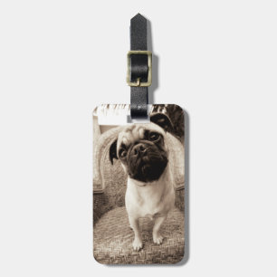 Een pug met zijn hoofd aan de zijkant getild bagagelabel