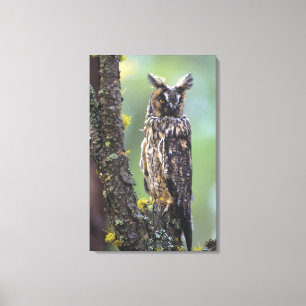 Een ransuil op een tak van een boom canvas afdruk