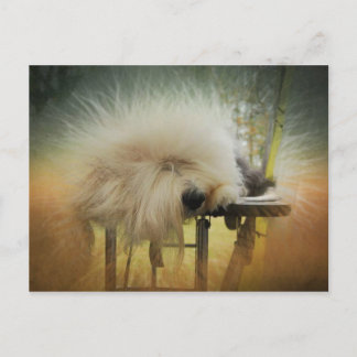 Een Ray van Sunshine. Briefkaart