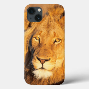 Een Red Maned Lion die naar de camera kijkt. iPhone 13 Hoesje