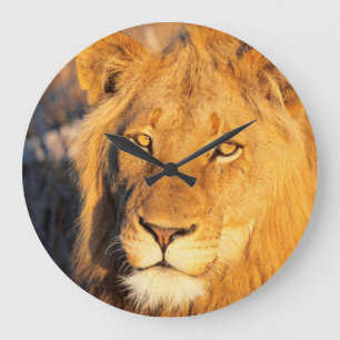 Een Red Maned Lion die naar de camera kijkt. Grote Klok