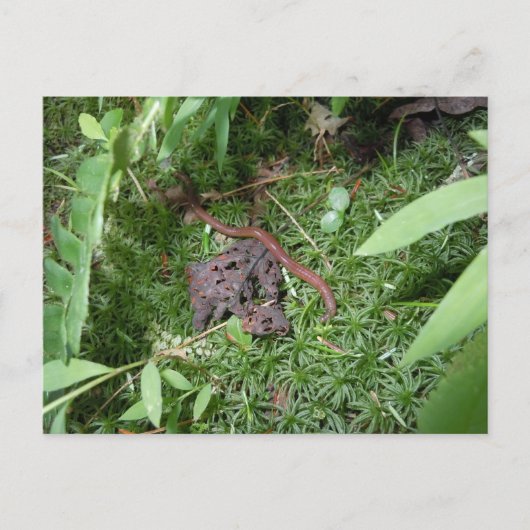 Een regenworm briefkaart (Voorkant)