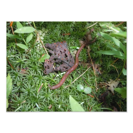 Een regenworm foto afdruk (Voorkant)