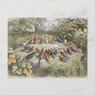 Een repetitie in Fairy Land, illustratie van 'In F Briefkaart