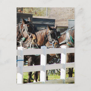 Een rij Amish-paarden Briefkaart